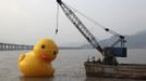 REFILE - CLARIFYING CAPTION WITH ADDITIONAL INFORMATION People set up a giant 15-meter-high inflatable rubber duck in a river in Wenzhou, Zhejiang province July 1, 2013. At least ten replicas of Dutch conceptual artist Florentijn Hofman's creation titled "Rubber Duck", have appeared all over China after the artist displayed his inflatable installation in Hong Kong last month, according to local media. Picture taken July 1, 2013. REUTERS/Stringer (CHINA - Tags: SOCIETY) CHINA OUT. NO COMMERCIAL OR EDITORIAL SALES IN CHINA Published: Čec. 2, 2013, 7:33 dop.