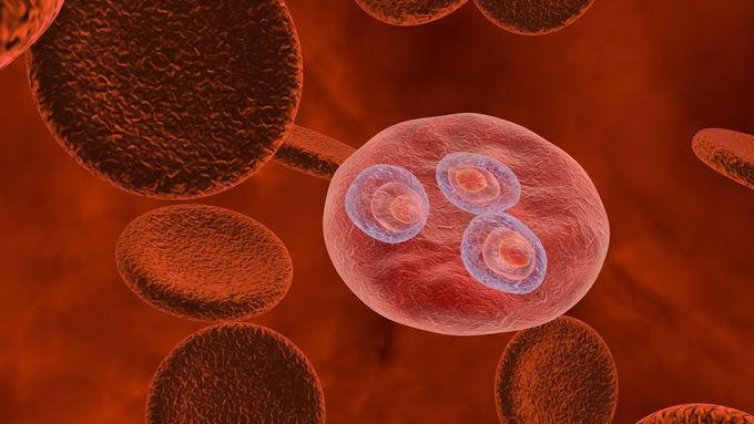 Parazit Plasmodium vivax uvnitř červených krvinek.