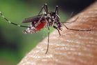 V jižní Číně vypukla nejhorší epidemie dengue za dvacet let
