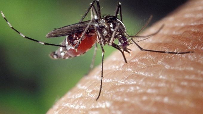 Komár na lidské kůži