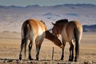 Podle ředitele zoo Miroslava Bobka se všem koním daří v Mongolsku dobře.
