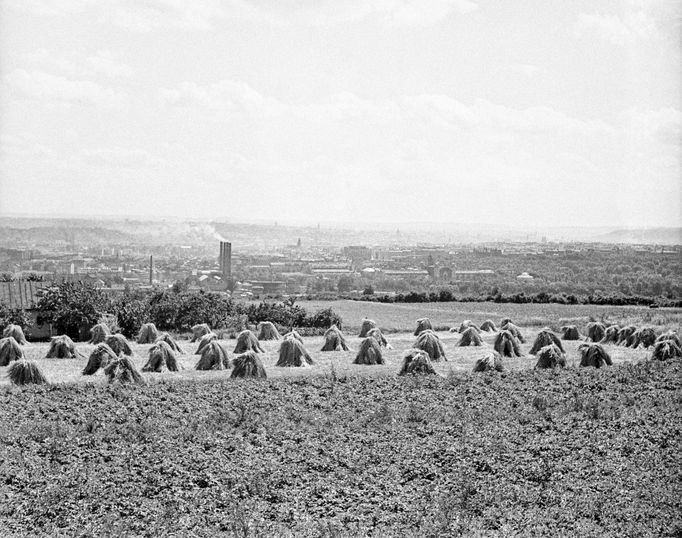 Ze snopů postavené panáky obilí na poli v blízkém okolí Prahy. Rok 1939