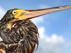 Až doposud zemřelo v důsledku ropné havárie na dva a půl tisíce mořských ptáků