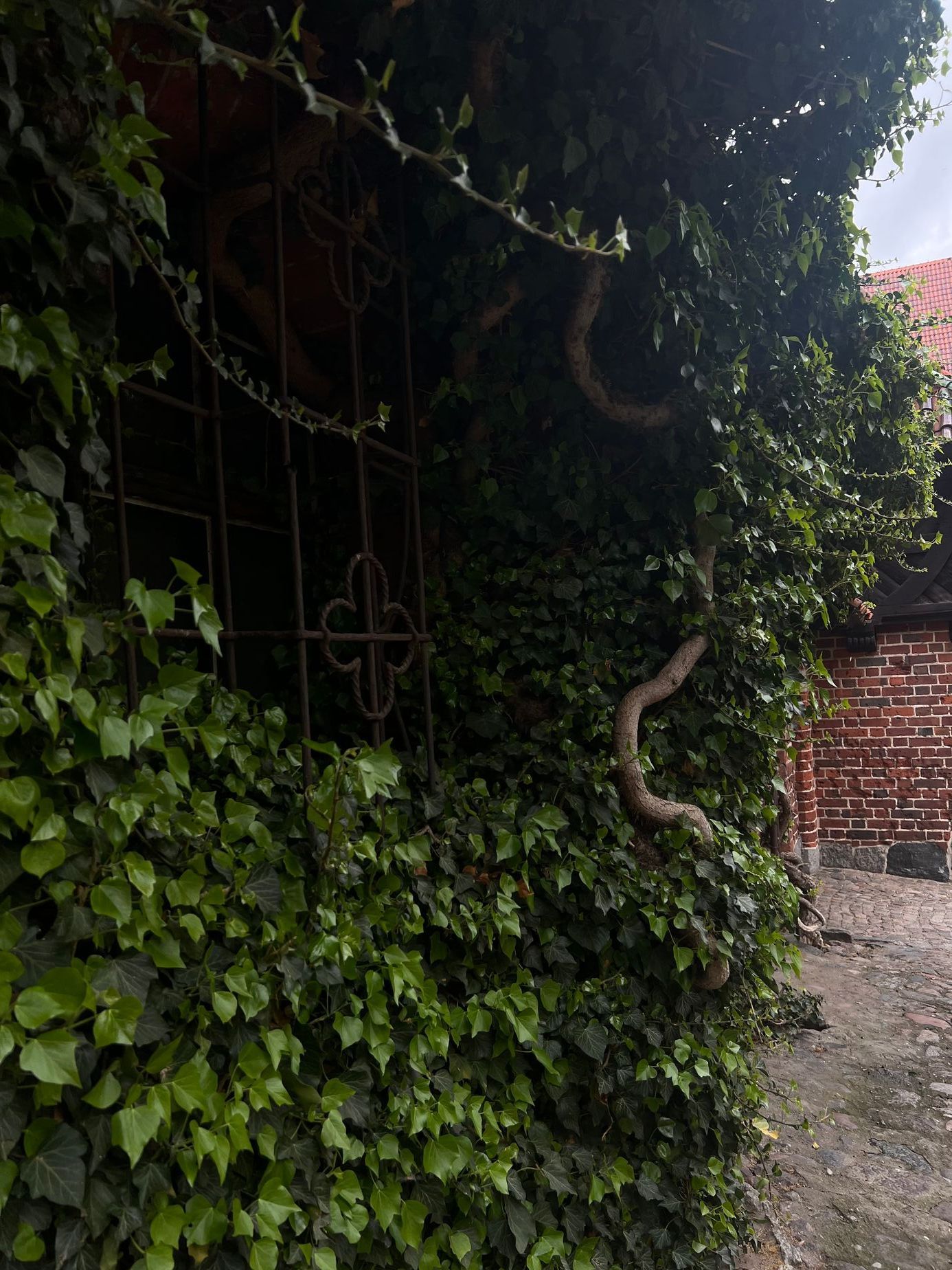 polsko balt hrad malbork pes moře