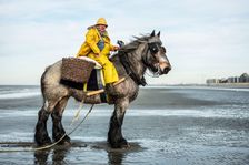 Miluje moře a umí číst vlny. Poslední mořský vlk Belgie teď na koni loví krevety