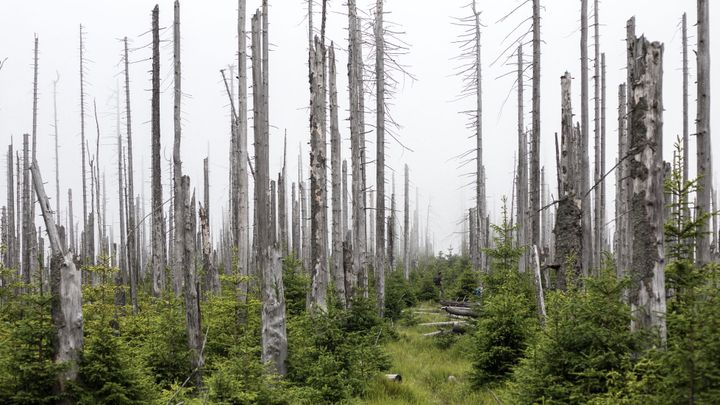Úklid po kůrovci vrcholí. V Česku se loni vytěžilo rekordních 36 milionů kubíků dřeva; Zdroj foto: Jakub Plíhal