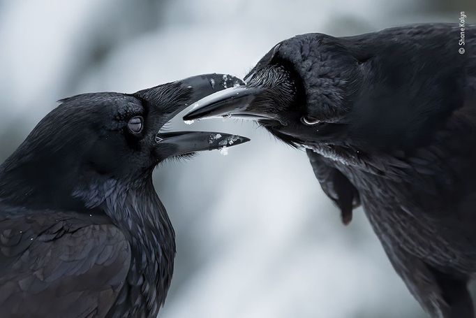 Vítězové soutěže Wildlife Photographer of the Year 2021