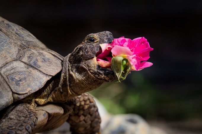 Comedy Pet Photo Awards 2024