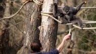 Giboni jsou v pražské zoo k vidění vůbec poprvé.