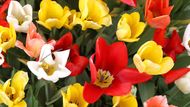 Tulipány v plném květu vytvářejí na Tulleys Farm ohromující mozaiku barev. Tady z jednoho a půl milionu cibulek vzniká doslova živý obraz, který láká fotografy i milovníky přírody.