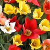 Tulipány