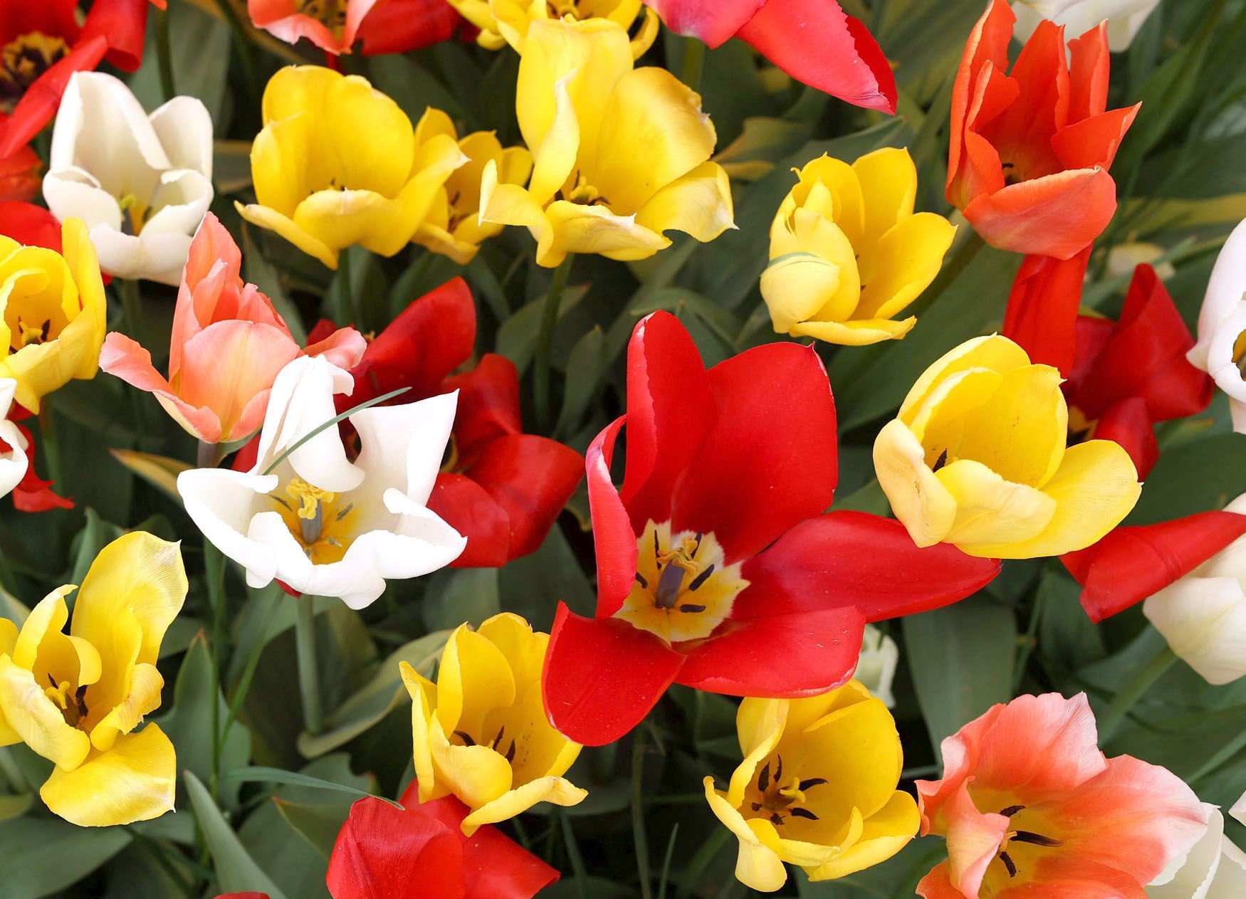 Tulipány
