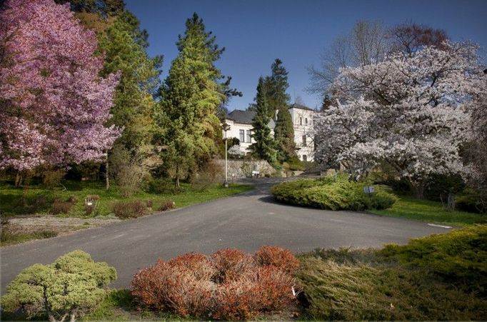 Arboretum Nový Dvůr je jedním z šesti expozičních areálů Slezského zemského muzea. Jedná se prakticky o botanickou zahradu se speciálním zájmem o dendrologii. V rámci muzea má výsadní postavení – žádná jiná část instituce totiž nespravuje živé sbírky. Z toho vychází i řada odlišností a zajímavých otázek, které možná pro návštěvníka nejsou tak samozřejmé: pokud je základem muzejní péče o sbírkový předmět snaha o jeho zachování v původní podobě, v arboretu naopak usilujeme o růst a vývoj našich sbírkových kusů. Arboretum je otevřeno celoročně, protože v něm najdete spoustu zajímavostí i v době, kdy byste to možná nečekali. Vznik arboreta je úzce spjat s majitelem novodvorského panství Quido Riedlem (1878–1946). Za svého působení v Novém Dvoře (1906–1928) vytvořil na nevelké ploše 1,8 hektaru s vytříbeným vkusem přírodně-krajinářský park, ve kterém bylo vysazeno na 500 druhů a kultivarů domácích a cizokrajných dřevin. Tento park se stal základem dnešního arboreta a tvoří historickou část dendrologické expozice, která se postupně rozrostla až na současných 23 hektarů. V roce 1928 odchází Quido Riedel zpět do rodné Bílé Lhoty u Litovle, kde na ploše necelých 3 hektarů buduje obdobně působivý park s bohatou sbírkou dřevin, jež se později stává základem Arboreta Bílá Lhota. Novodvorské panství přenechává své dceři Alžbětě Schubertové (roz. Riedlové) a zeti Walterovi Schubertovi, kteří se o park starají až do konce 2. světové války. Odchodem Quido Riedla zahradně architektonická koncepce značně utrpěla, rozvoj kompozice stagnoval a dále se nerozvíjel. Péče o park se omezila pouze na nejnutnější údržbu. V poválečném období se v objektech a areálu novodvorského panství vystřídalo mnoho správců, načež park pozbyl odborného dohledu a následkem rychlého zarůstání náletovými dřevinami zcela zpustl. Obrat ve vývoji nastal až v roce 1958, kdy byl areál – jeden z dendrologicky nejcennějších parkových objektů ve Slezsku – postoupen Slezskému zemskému muzeu, které zde zřizuje arboretum. Historická část dendrologické expozice zůstává zachována v přírodně krajinářském duchu a vedle sbírkové hodnoty zastoupených dřevin je nesmírně cenná jedinečností řešení zahradně architektonické kompozice. Základní kostru tvoří vzrostlé, solitérně či skupinkově rostoucí borovice “Heraltického ekotypu“, popřípadě její rozvolněné porosty, které se střídají s otevřenými prostory trávníkových ploch. Kompoziční řešení skýtá unikátní průhledy na kombinace dřevin, vzájemně kontrastující svou strukturou, texturou, habitusem, podzimním vybarvením či barvou a intenzitou kvetení. Nově zakládané části dendrologické expozice již vychází z odlišné koncepce. Celková kompozice je zde podřízena členění parku do geografických celků pod názvem „Dřeviny pěti světadílů“ utvářených z druhů geograficky příbuzných. V letech 1967–1970 došlo na ploše 1300 m2 k výstavbě rozsáhlého skleníkového areálu s expozicí subtropických a tropických rostlin, která sloužila návštěvníkům po dobu 30 let. Z důvodu špatného technického stavu byla v roce 2000 zdemolována a následně byl postaven pěstební skleník s provozním zázemím. V roce 2010 byla pro veřejnost zpřístupněna část pěstebního skleníku formou menší skleníkové expozice. Doprovodné akce 9.-10. června 2012 komentované prohlídky. Prohlídky po oba víkendové dny vždy se začátky v 10.00 a v 15.00 hod. Se srazem v dané časy u vstupu do areálu. Více informací o uvedené zahradě můžete naleznout ZDE . Text byl převzat ze stránek www.vikendotevrenychzahrad.cz