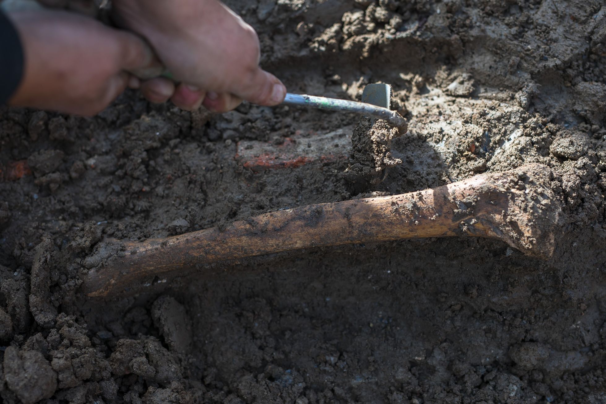Archeologické vykopávky, Karlín, masový hrob, Vojenský hřbitov Karlín, kosti, archeologie, antropologie