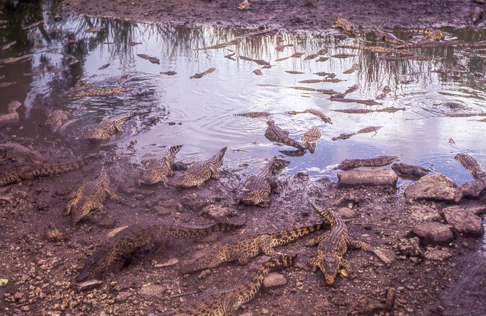 Fotografie Kuby, kterou pořídil Petr Levínský během pobytového zájezdu, jenž organizovala tehdejší Cestovní kancelář mládeže na jaře v roce 1989.