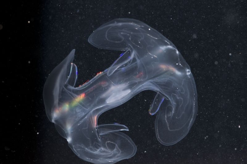 Austrálie-podmořská fota