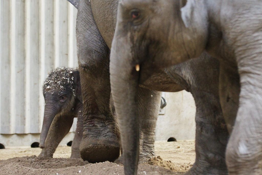 První slůně v pražské zoo