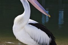 Dvorská zoo má nové členy, vzácné pelikány australské