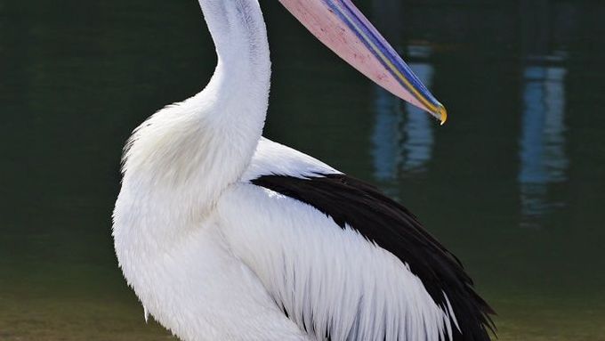 Pokud budou mláďata v pořádku, návštěvníci je brzy uvidí ve voliéře pelikánů.
