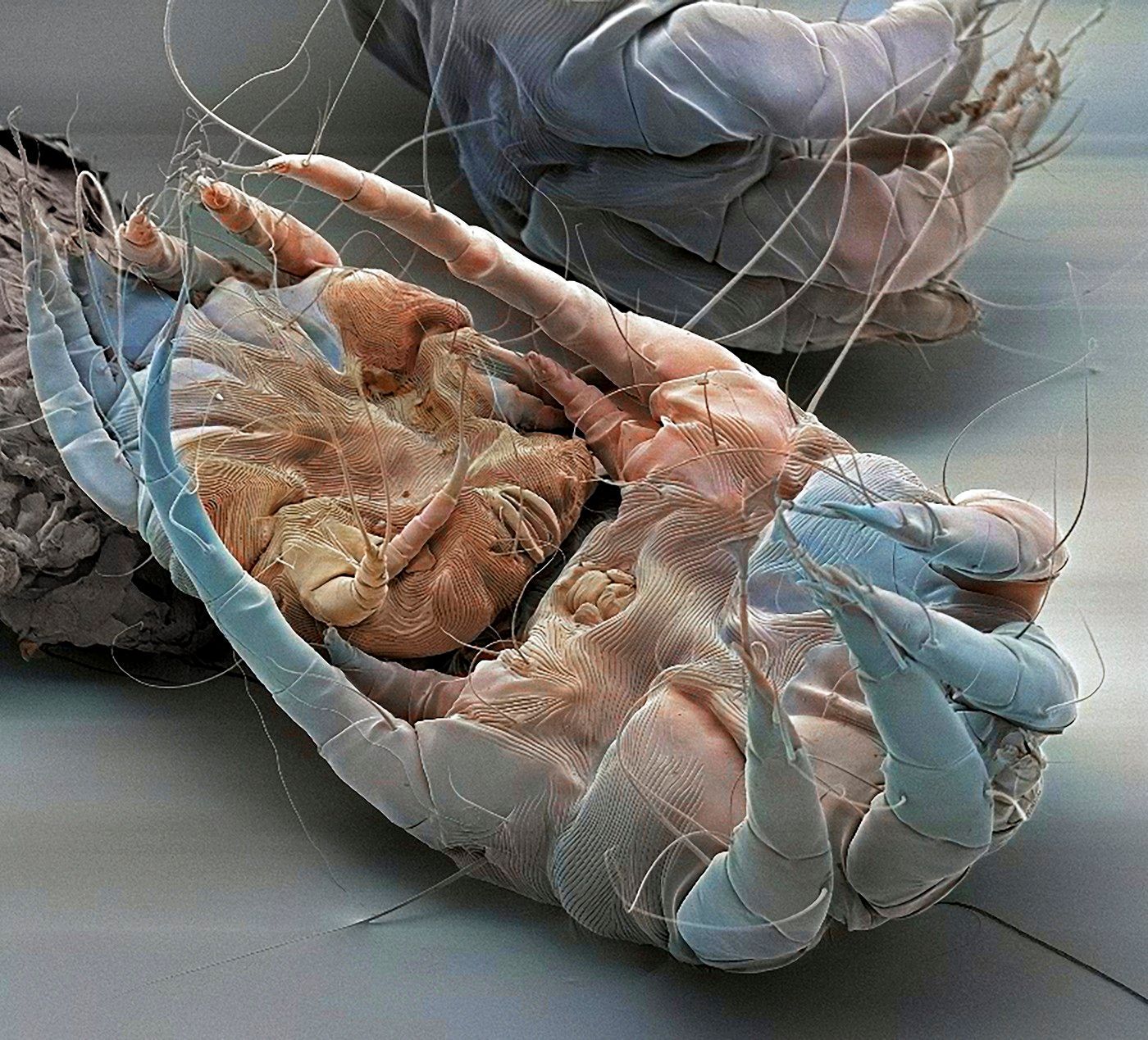 život pod mikroskopem