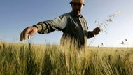 Alžírský farmář kontroluje úrodu. Letošní sklizeň zde prý bude oproti loňsku dvojnásobná. Tedy 4 miliony tun.