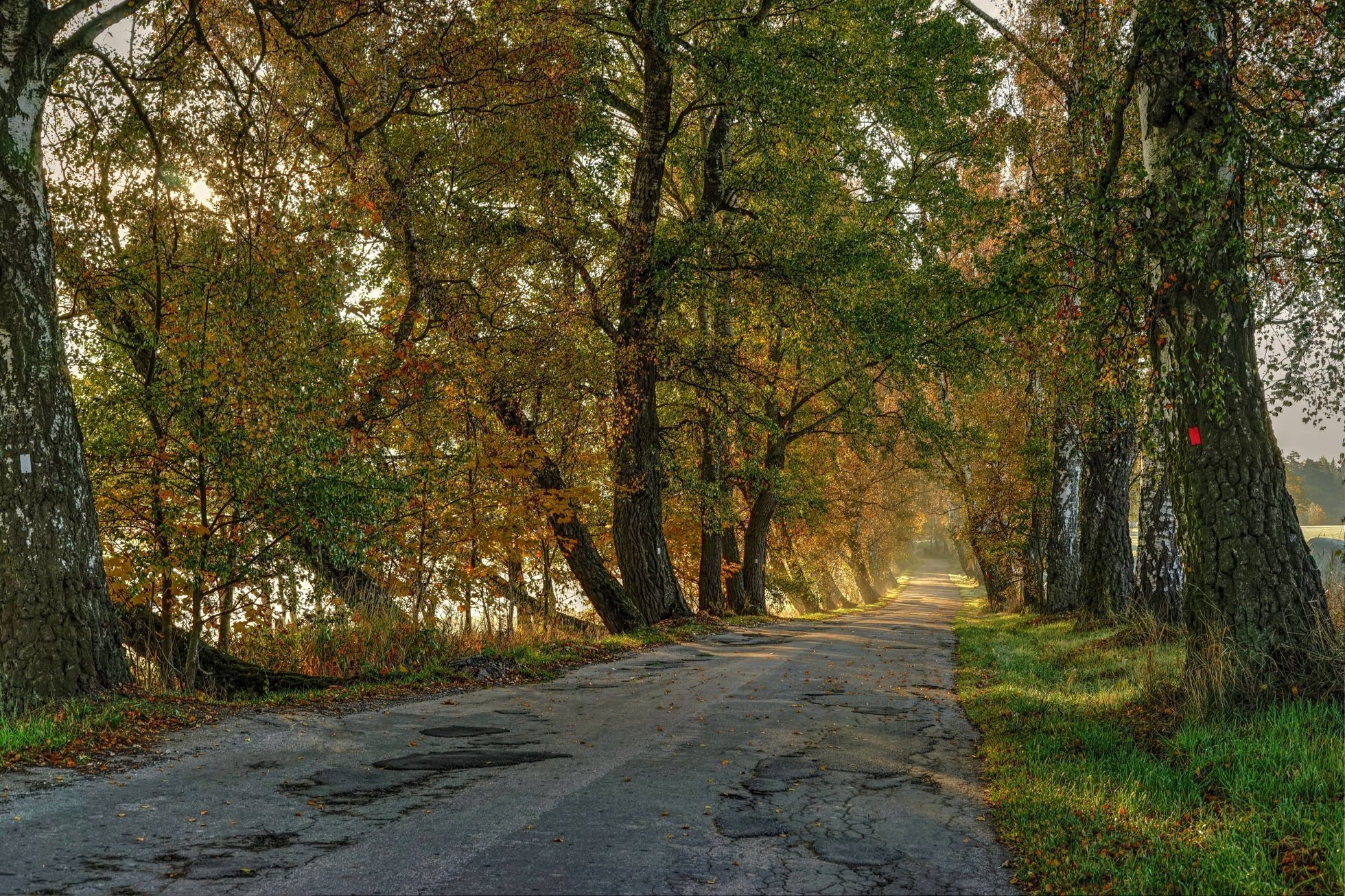 Soutěžní snímky Alej roku 2022
