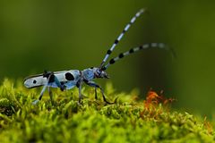 Hmyz v ohrožení. Z české přírody mizí řada druhů motýlů, brouků i kobylek