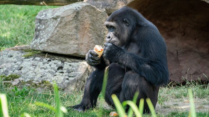 Speciální zmrzliny nebo sprchy. Podívejte se, jak zvířata v zoo zvládají vlny veder; Zdroj foto: Facebookový profil Zoo Praha