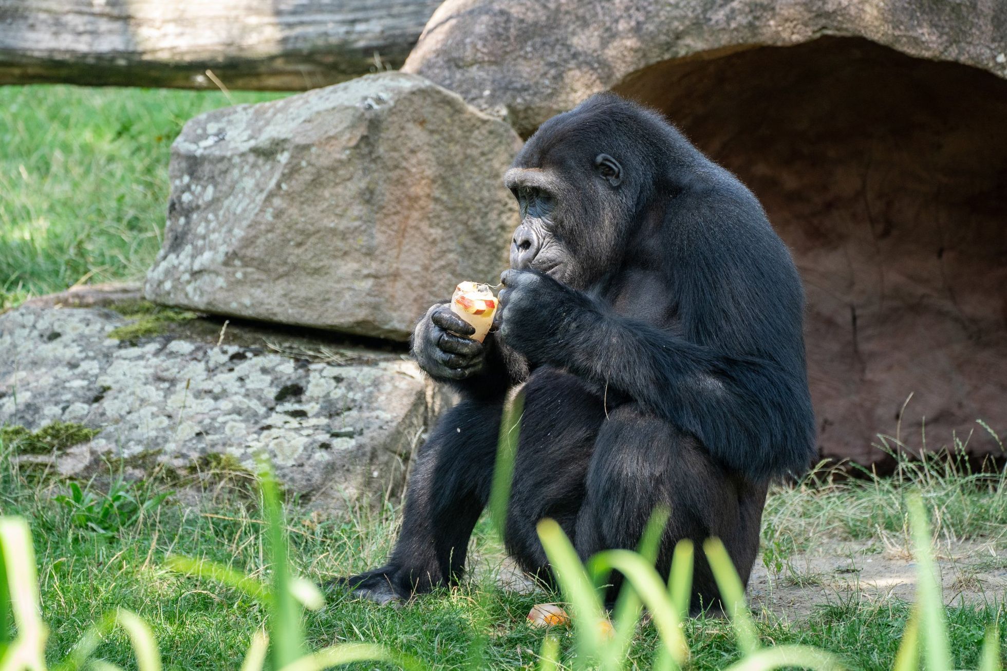 zoo praha slon gorila lední medvěd vlny veder