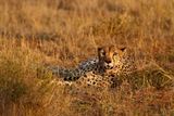 Gepard štíhlý, Keňa.