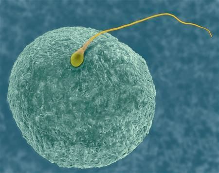 Oplodnění, spermie, vajíčko, rozmožování, reprodukce, potence, sex, těhotenství