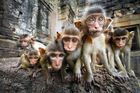 Thajsko bojuje s hladovými makaky. Chybí jim jídlo od turistů a ničí místní obchody