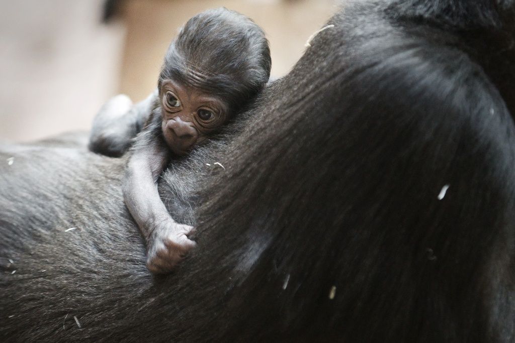 Mládě gorily Kijivu v pražské zoo