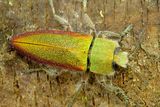 Nádherný krasec Anthaxia deurata patří mezi kriticky ohrožené druhy. Jeho larvy se vyvíjejí v silnějších, osluněných větvích jilmů. Vzhledem k nedostatku jilmů prakticky vymírající druh.