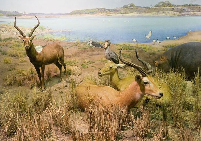 An exhibit of African mammals at the American Museum of Natural History, New York City USA