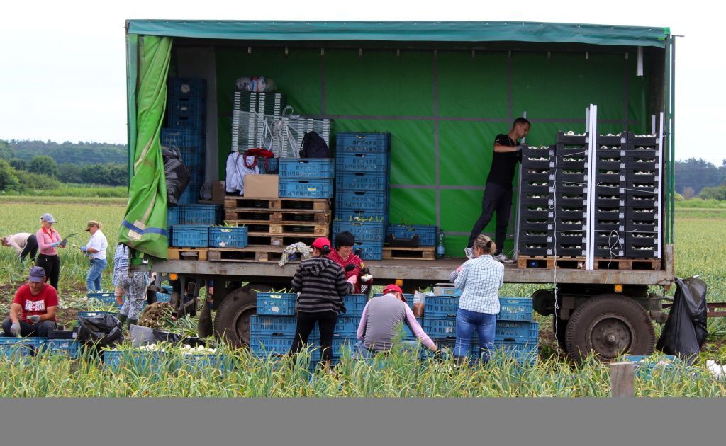 Polabí Semice sklizeň cibule