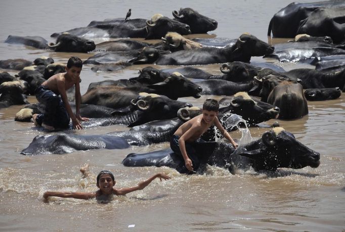 Boys take their baths with buffaloes to cool off on the banks of the Ravi River during a hot day in Lahore July 1, 2012. Temperatures reached 44 degrees Celcius (111 degrees Fahrenheit) in Faisalabad and the weather remained hot in some other parts of the country, the Pakistan Meteorological Department said on their website. REUTERS/Mohsin Raza (PAKISTAN - Tags: ENVIRONMENT SOCIETY ANIMALS) Published: Čec. 1, 2012, 1:31 odp.