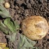 Sklizeň raných brambor, pole, zemědělec, zemědělství, brambory, Farma Zálezlice, Agrární komora