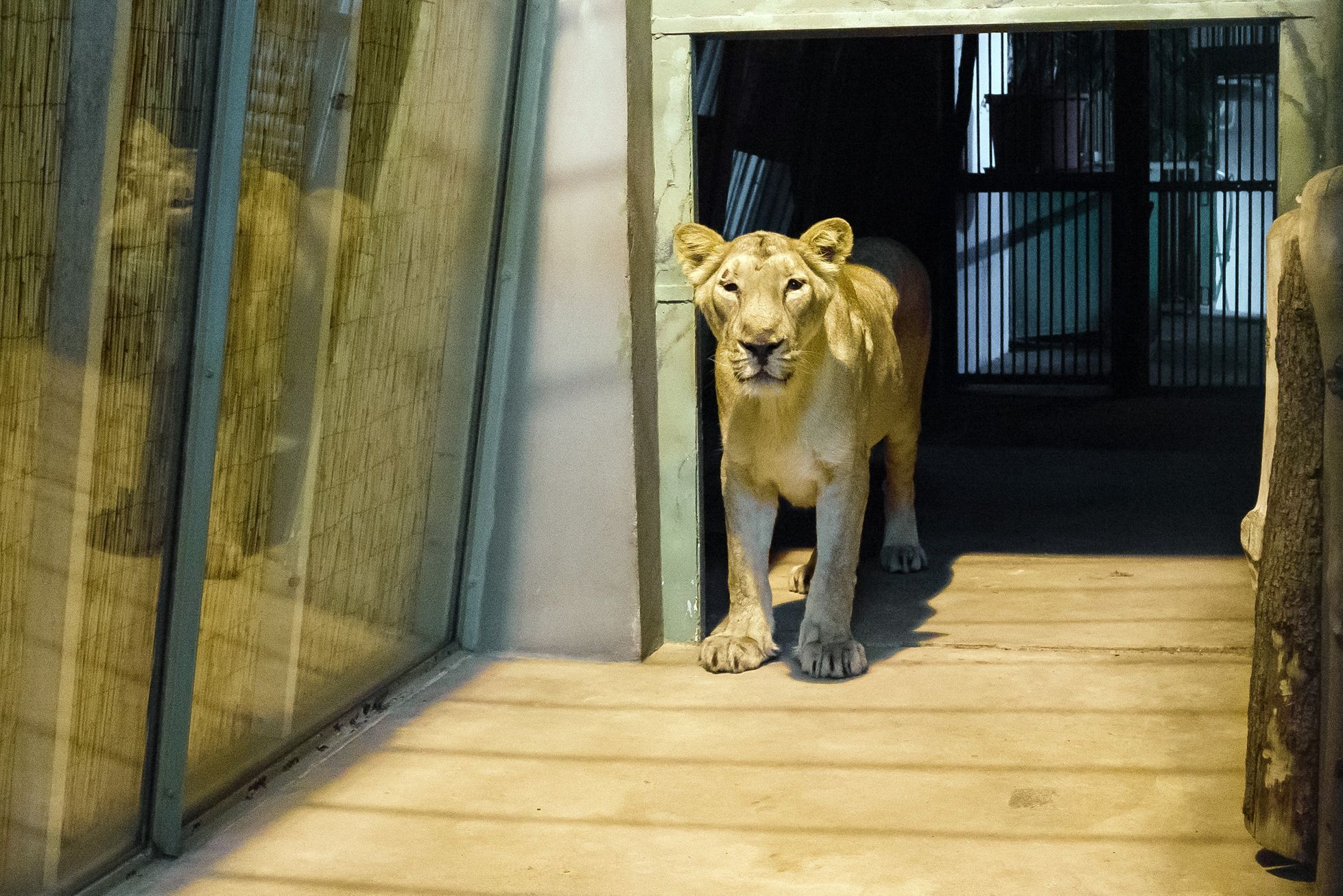 Lvi v pražské ZOO