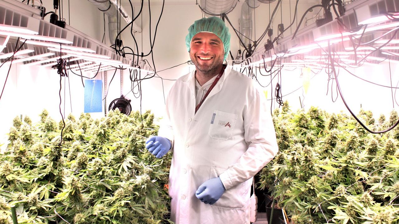 "Hulírna" v Brně už nefunguje. Pěstírna ovšem produkuje víc léčebného konopí než dřív