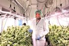 "Hulírna" v Brně už nefunguje. Pěstírna ovšem produkuje víc léčebného konopí než dřív