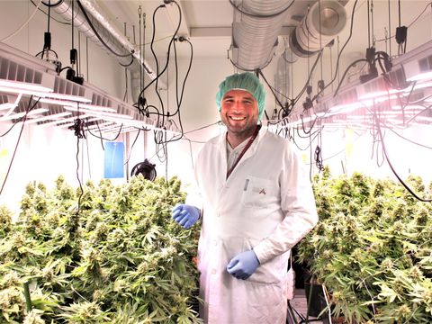 "Hulírna" v Brně už nefunguje. Pěstírna ovšem produkuje víc léčebného konopí než dřív
