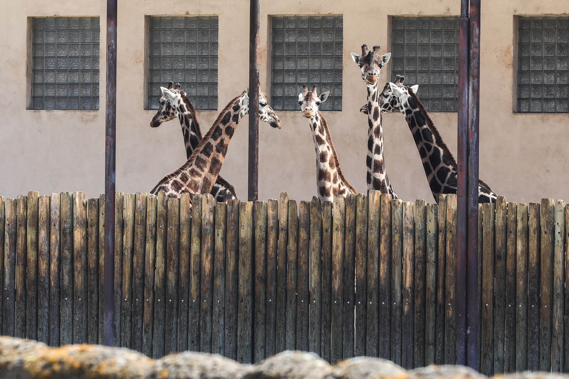 Uzavřená Zoo Dvůr Králové kvůli nouzovému stavu