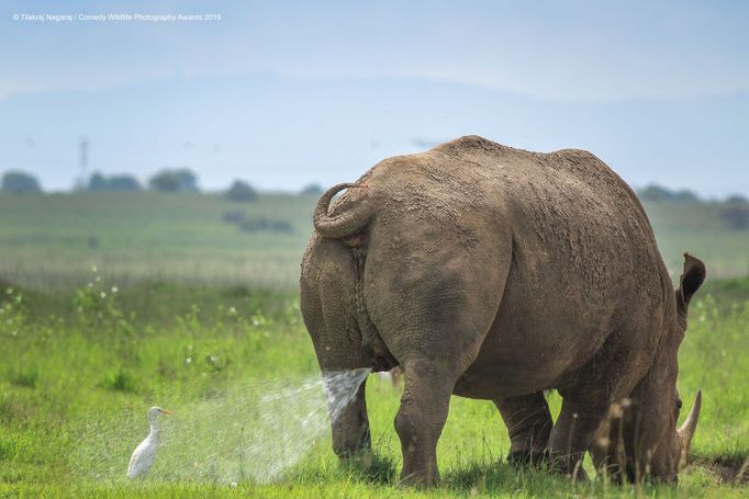 Finalisté soutěže Comedy Wildlife Photography Awards 2019