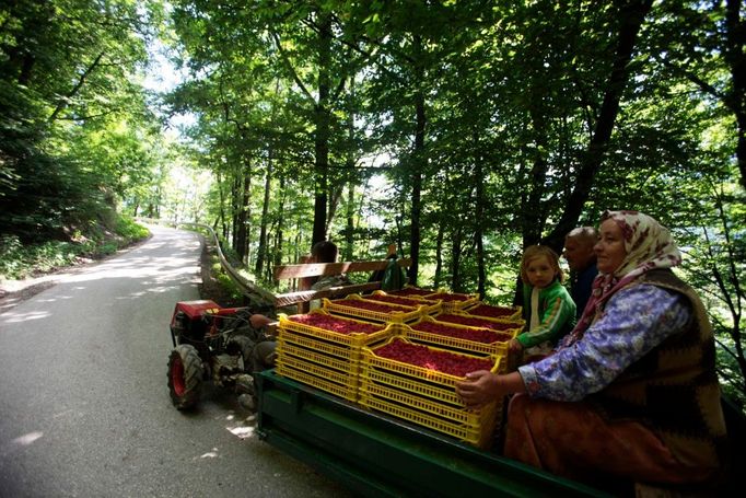 Sběr jahod v Bosně a Hercegovině.