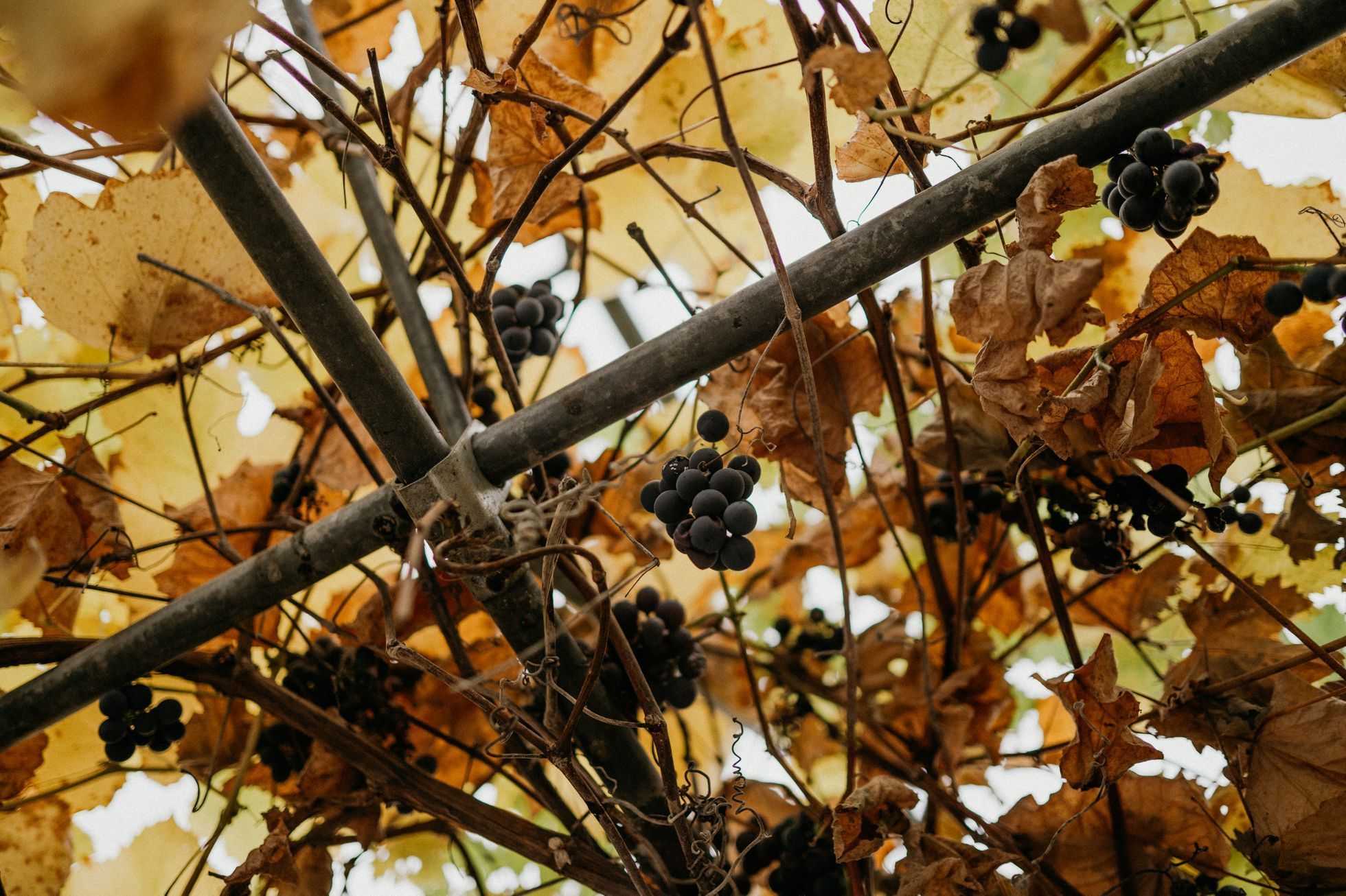 Bambusárium Bohnice