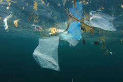 Na ostrově odpadků v Tichém oceánu žijí pobřežní živočichové, zjistili vědci