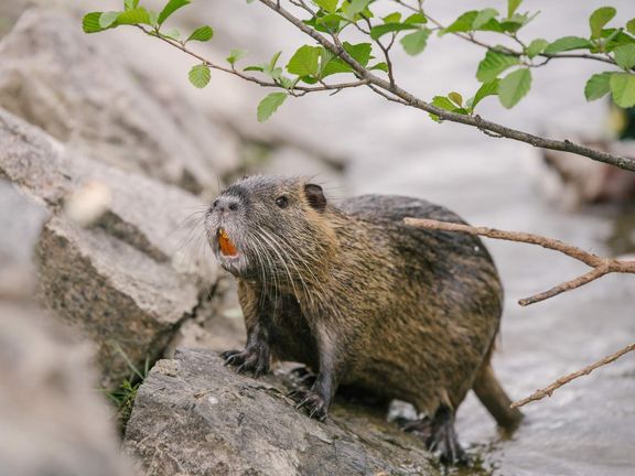 Nutrie říční