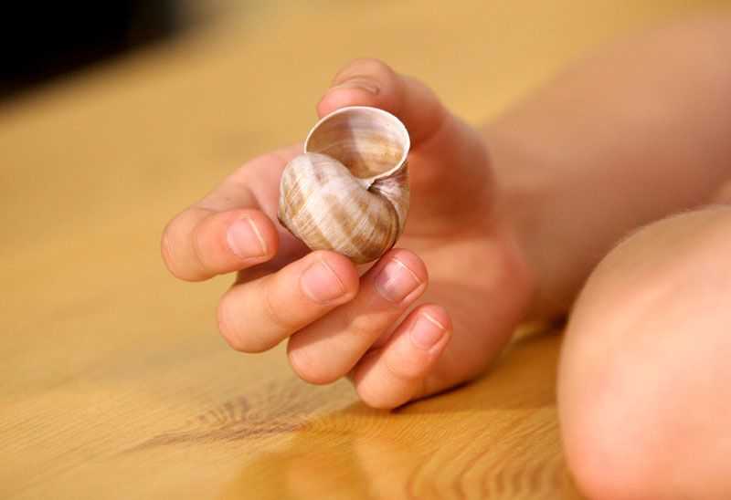 Hlemýžď zahradní