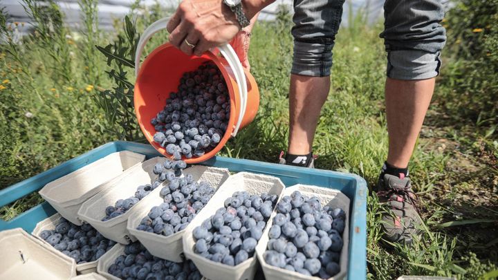 Obrazem: Tuna borůvek od Plzně. Kanadské borůvky z Čech se šíří, ale brzdí je sucho